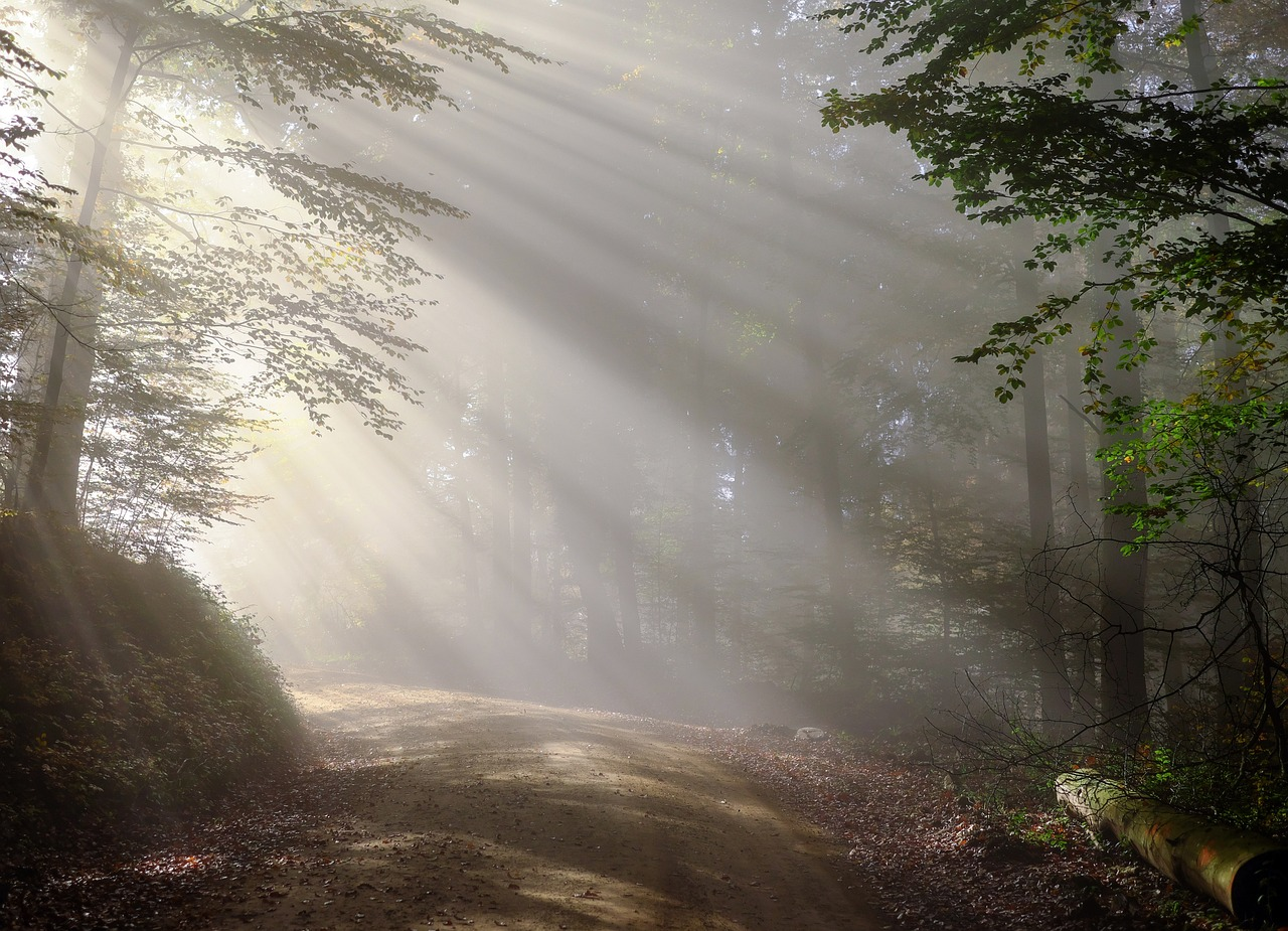Sun breaking through trees