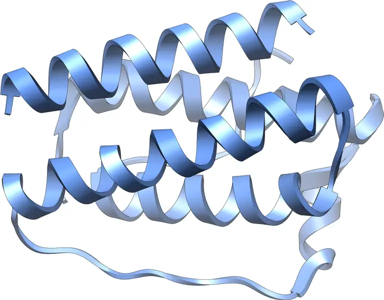 Image of the molecular structure of leptin