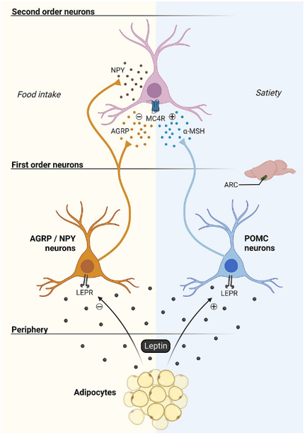 Image of the melanocortin appetite regulatory system in the arcuate nucleus.