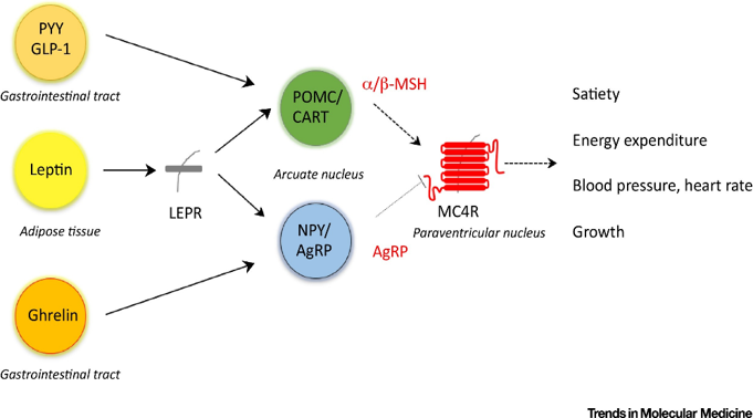 Image depicting how leptin, ghrelin, PYY and GLP-1 act on the POMC/CART and NPY-AgRP neurons in the arcuate nucleus and MC4 receptor to induce satiety and increase energy expenditure.
