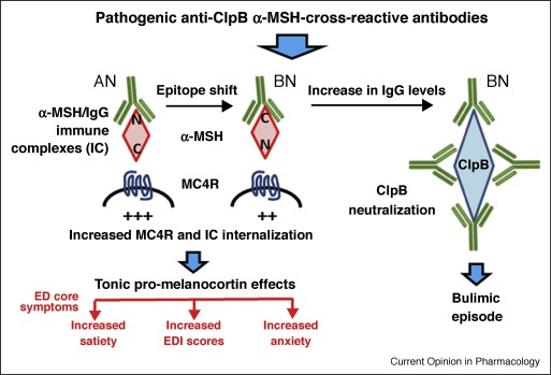 Image depicting proposed model of how ClpB immune complex causes symptoms of anorexia nervosa and bulimia nervosa.