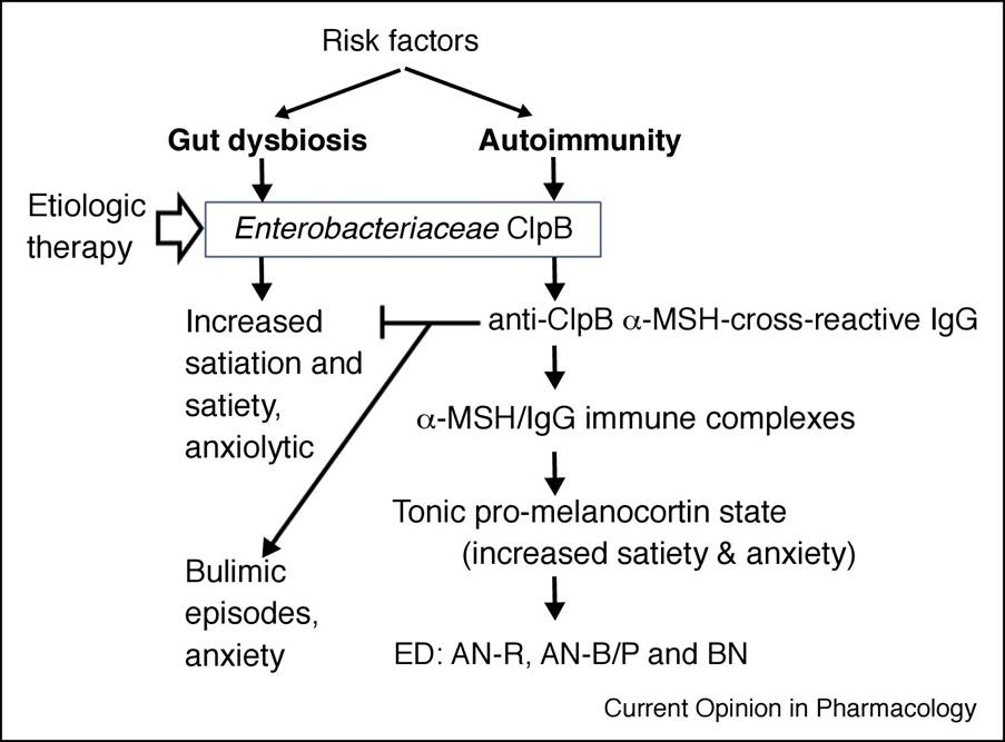 Image describing how gut dysbiosis, Enterobacteriaceae and autoimmunity might lead to anti-ClpB autoantibodies and both anorexia and bulimia.